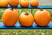 Pumpkins lined up