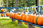 Pumpkins lined up