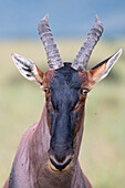 Topi antelope