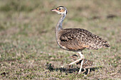 Female white-bellied bustard with young