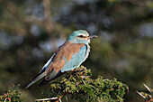 European roller perching