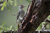 Nubian woodpecker perching on tree