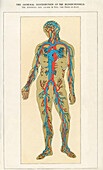 Distribution of the Blood Vessels