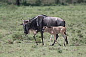Common wildebeest and calf