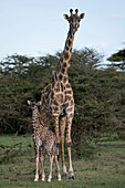 Giraffe mother and calf