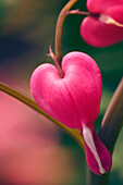 Bleeding heart (Lamprocapnos spectabilis) flowers