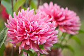 Dahlia (Dahlia sp.) flowers