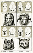 Embryology of the face by Ernst Haeckel, 1874 illustration