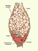 Intestinal goblet cell, illustration