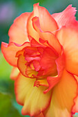 Begonia (Begonia x tuberhybrida) flower