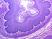 Oesophagus, light micrograph