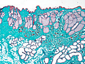 Skin glands, light micrograph