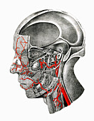 Nerves and arteries of the head, illustration