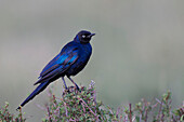 Ruppell's glossy starling