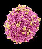 Respiratory Syncytial Virus, SEM