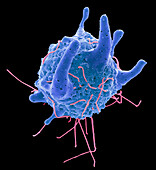 Respiratory Syncytial Virus, SEM