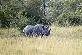 Black rhino standing on grass