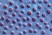 Porphyridium cruentum algae, light micrograph