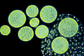 Volvox aureus algae, light micrograph