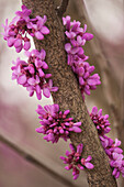 Eastern redbud (Cercis canadensis) tree blossoming