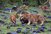 Male lion growling among cubs