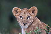 Lion cub looking ahead