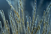 Audouinella algae, light micrograph
