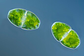 Cosmarium subpyramidatum algae, light micrograph