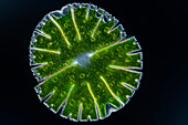Micrasterias thomasiana var. notata algae, light micrograph