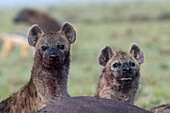 Spotted hyenas feeding on prey