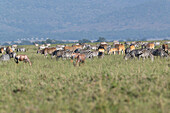 Plains zebra and topi grazing on grass