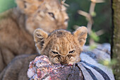 Lion cub feeding on prey