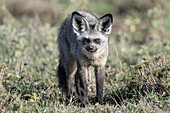 Bat-eared fox walking on grass