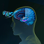 Effects of sport on brain in Alzheimer's disease, illustration