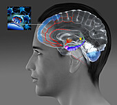 Effects of sport on brain in Alzheimer's disease, illustration
