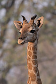 Giraffe calf