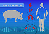 CRISPR in xenotransplantation, illustration