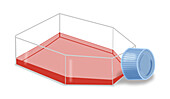 Laboratory culture flask, illustration