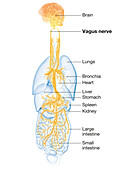 Active brain and energetic vagus nerve, illustration