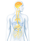 Active brain and energetic vagus nerve, illustration