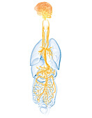 Active brain and energetic vagus nerve, illustration
