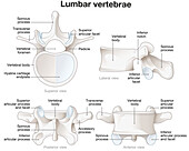 Healthy lumbar vertebrae, illustration