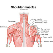 Shoulder muscles, illustration