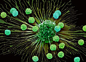 (CAR) T-cell therapy, SEM