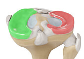 Meniscus medialis and meniscus lateralis, illustration