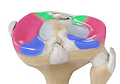 Meniscus regions, illustration