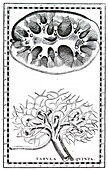 Human kidneys, illustration