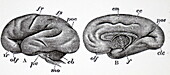 Brain of human embryo, illustration