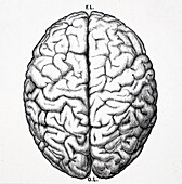 Upper surface of human brain, illustration