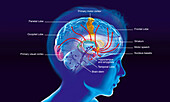 Brain activity during REM sleep, illustration